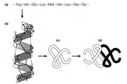 464_Quaternary structure.png